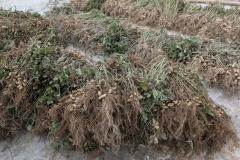 005_Viengtham_Lulut_17062025